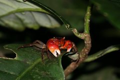 Scandarma gracilipes