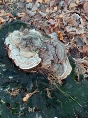 Basidiomycota