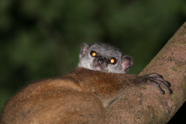 Scott's Sportive Lemur