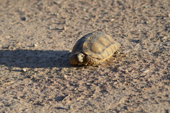 Chelonoidis chilensis