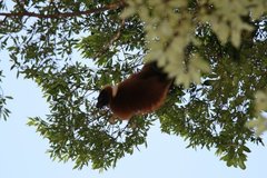 Varecia rubra