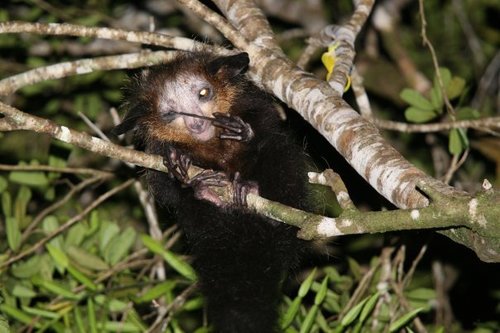 Aye-aye (Daubentonia madagascariensis)