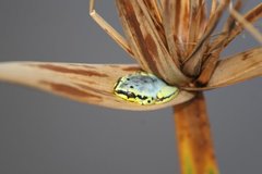 Heterixalus madagascariensis