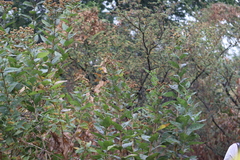 Verbesina sphaerocephala