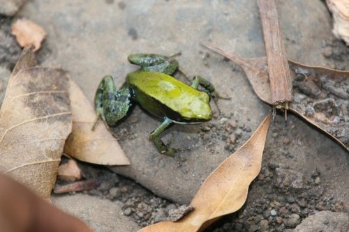 Green Mantella