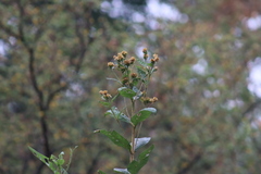 Verbesina sphaerocephala