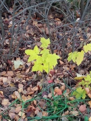Acer platanoides