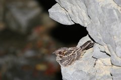 Caprimulgus madagascariensis