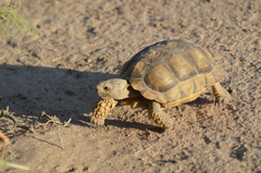 Chelonoidis chilensis