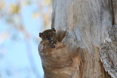 Lepilemur ankaranensis