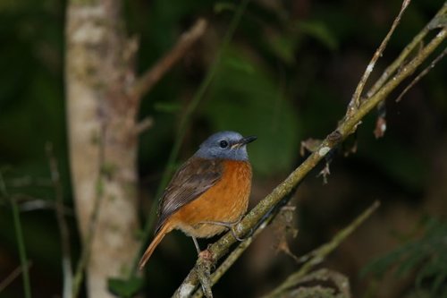 Amber Mountain Rock Thrush (Monticola erythronotus), photo 2