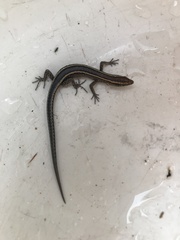 Cryptoblepharus virgatus