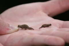 Brookesia tuberculata