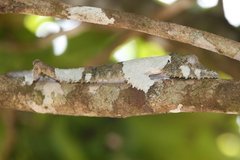 Uroplatus