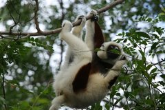 Propithecus coquereli