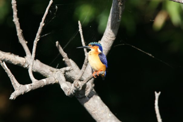 Malagasy Kingfisher illustration