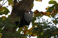 Polyboroides radiatus