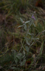 Centaurea jacea
