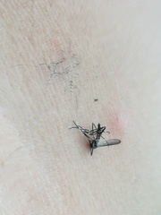 Aedes sierrensis