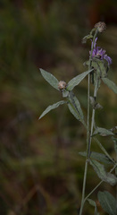 Centaurea jacea