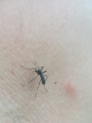 Aedes sierrensis