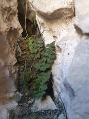 Asplenium petrarchae petrarchae