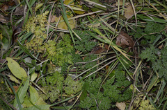Anthriscus sylvestris