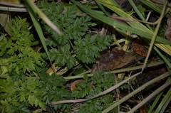 Anthriscus sylvestris