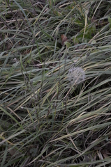 Tragopogon orientalis