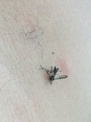 Aedes sierrensis
