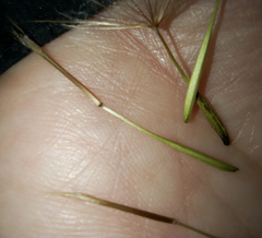 Tragopogon orientalis