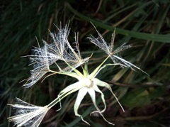 Tragopogon orientalis