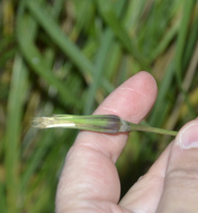Tragopogon orientalis