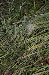 Tragopogon orientalis