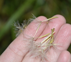 Tragopogon orientalis