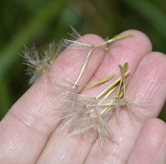 Tragopogon orientalis