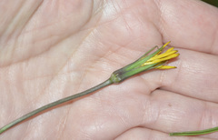 Tragopogon orientalis