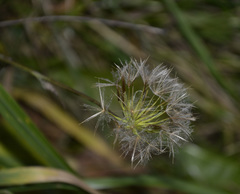 Tragopogon orientalis