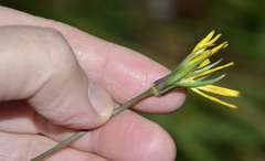 Tragopogon orientalis