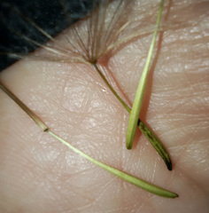 Tragopogon orientalis