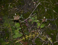Trifolium repens