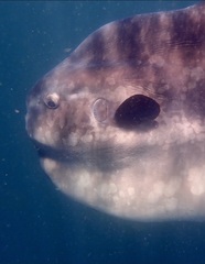 Mola alexandrini