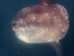 Mola alexandrini