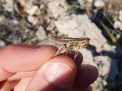 Euchorthippus chopardi