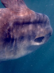 Mola alexandrini