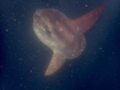 Mola alexandrini