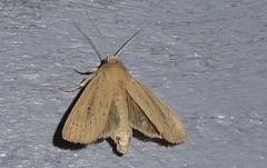 Ichneutica epiastra