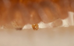 Polydesmus coriaceus