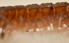 Polydesmus coriaceus