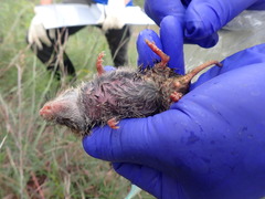 Microtus ochrogaster